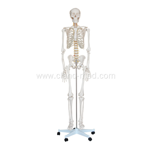 Life-Size Skeleton 180cm Tall